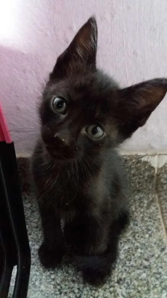 Gato ra a  idade Abaixo de 2 meses nome Sem nome