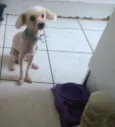 Fofo