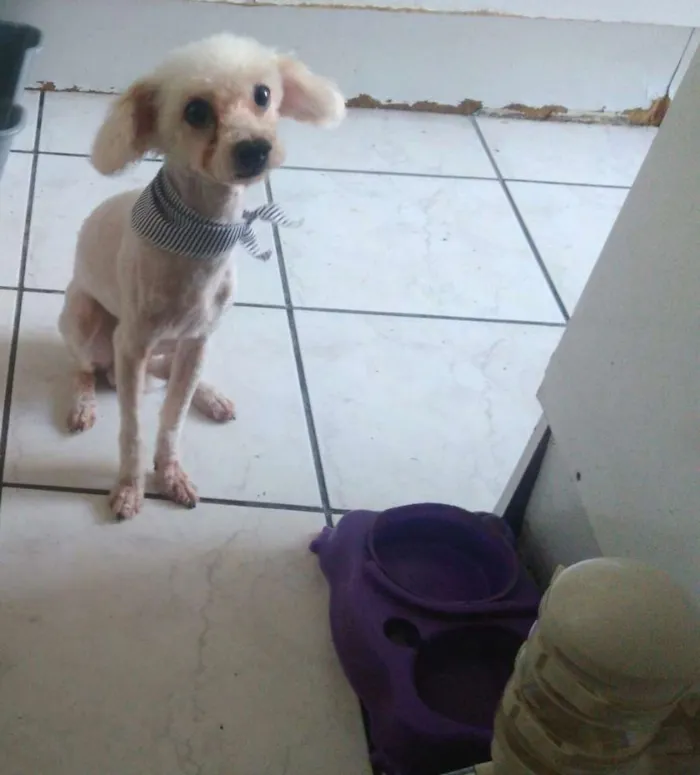 Cachorro ra a Poodle idade 6 ou mais anos nome Fofo