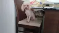 Fofo