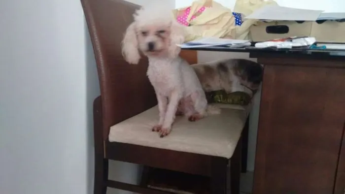 Cachorro ra a Poodle idade 6 ou mais anos nome Fofo
