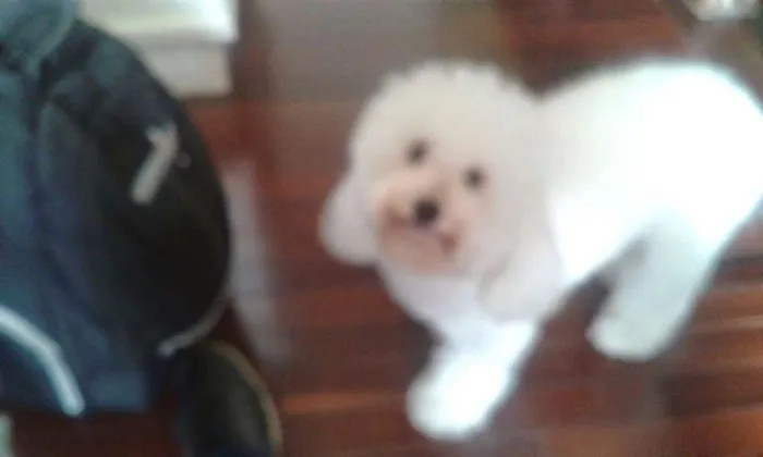 Cachorro ra a Poodle idade 6 ou mais anos nome Fofo