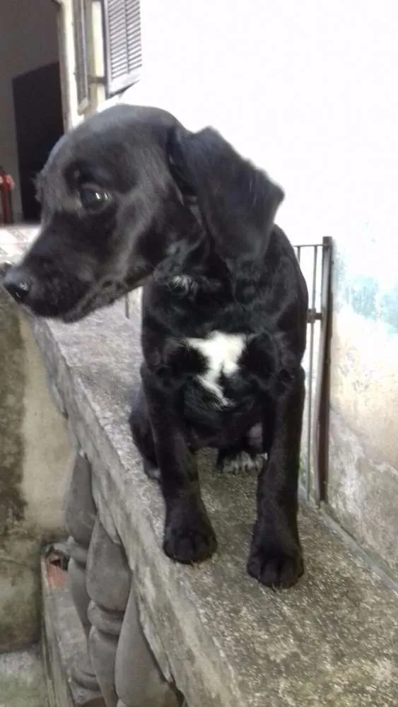 Cachorro ra a SRD idade 2 a 6 meses nome TINA