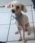 Fofo