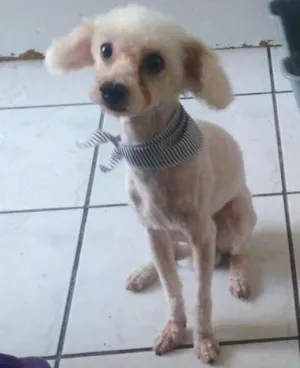 Cachorro raça Poodle idade 6 ou mais anos nome Fofo