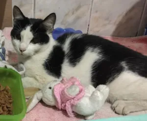 Gato raça Não sei ( srd)  idade 1 ano nome Sem nome 