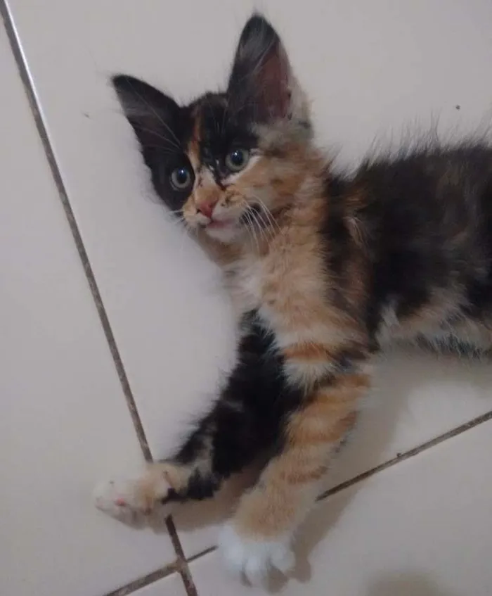 Gato ra a Sem raça definida idade Abaixo de 2 meses nome Sol