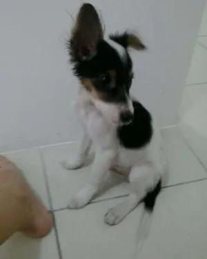 Cachorro raça SRD idade 2 a 6 meses nome Bebê