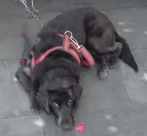 Cachorro raça SRD idade 6 ou mais anos nome Nina