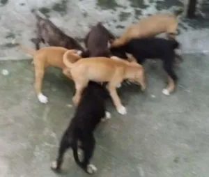 Cachorro raça Mestiço virá lata com pastor idade 2 a 6 meses nome Sem nomes