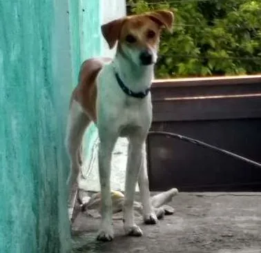 Cachorro ra a Viralata idade 7 a 11 meses nome Pluto