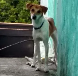 Cachorro raça Viralata idade 7 a 11 meses nome Pluto