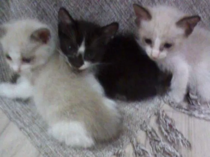 Gato ra a SRD idade Abaixo de 2 meses nome Daenerys