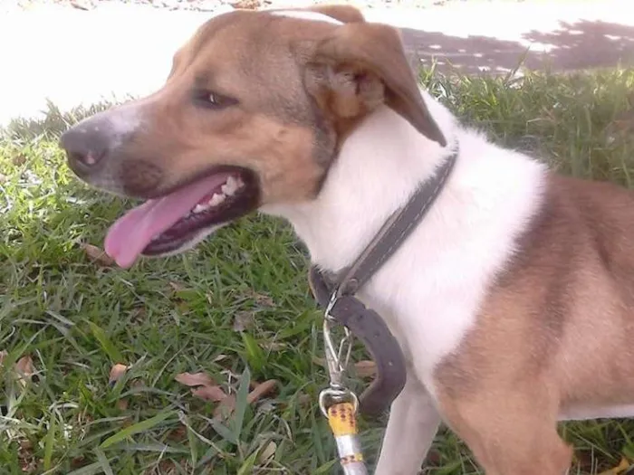 Cachorro ra a Metade Labrador, metade Viralata idade 1 ano nome Théu