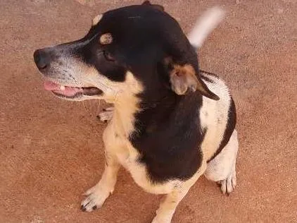 Cachorro ra a mestiça com pintier idade 1 ano nome Nala