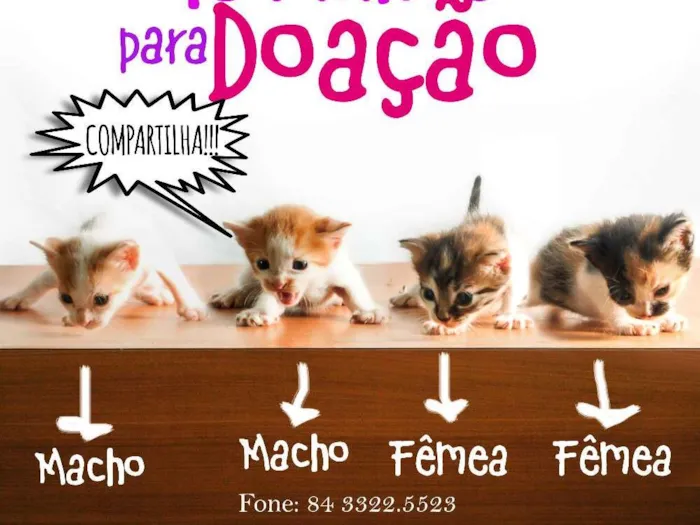 Gato raça  idade Abaixo de 2 meses nome Clara