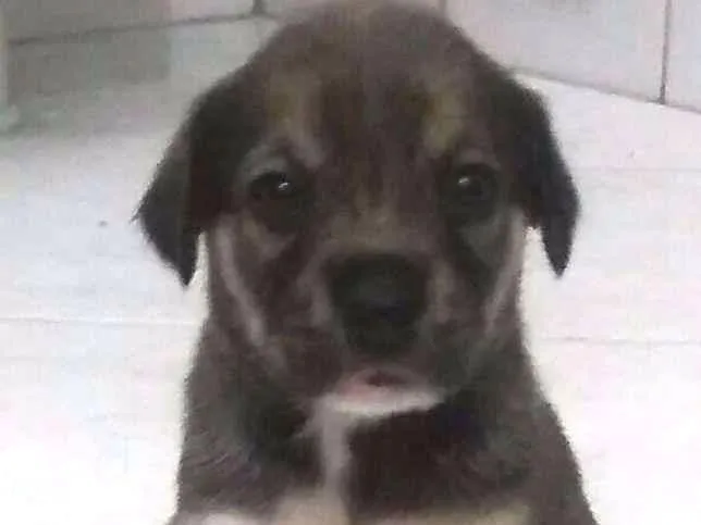 Cachorro ra a Vira lata idade Abaixo de 2 meses nome Sem nome