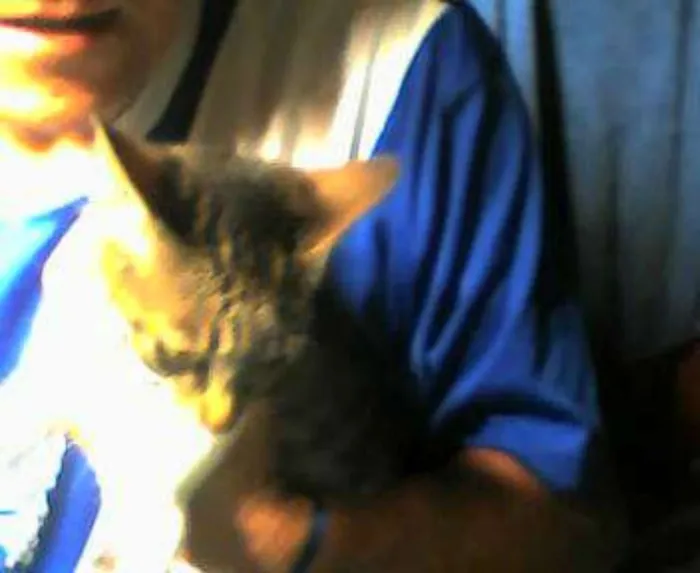 Gato ra a normal idade 7 a 11 meses nome varios
