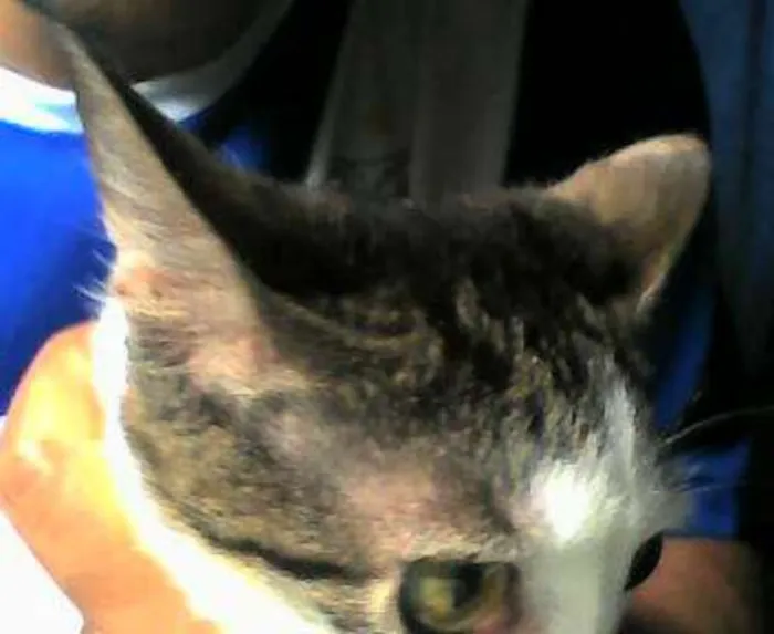 Gato ra a normal idade 7 a 11 meses nome varios