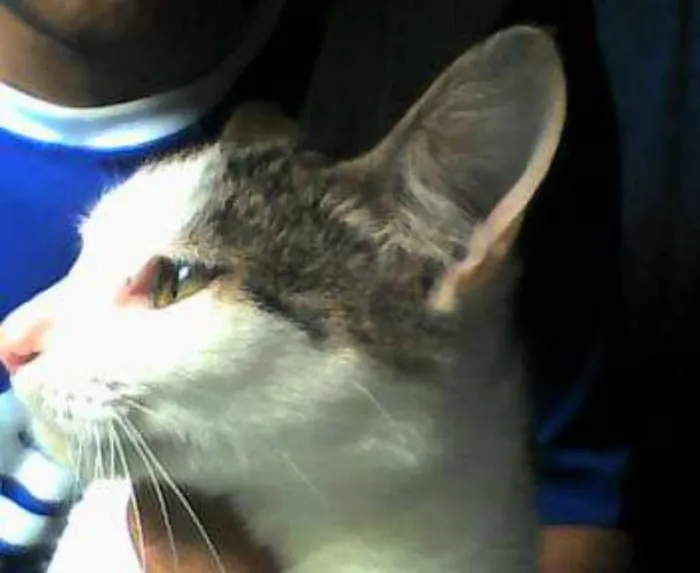 Gato ra a normal idade 7 a 11 meses nome varios
