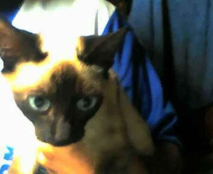 Gato ra a normal idade 7 a 11 meses nome varios