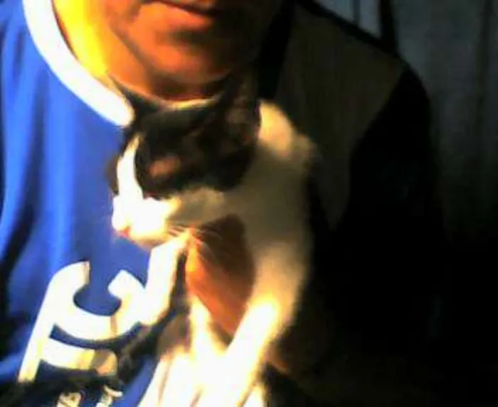 Gato ra a normal idade 7 a 11 meses nome varios