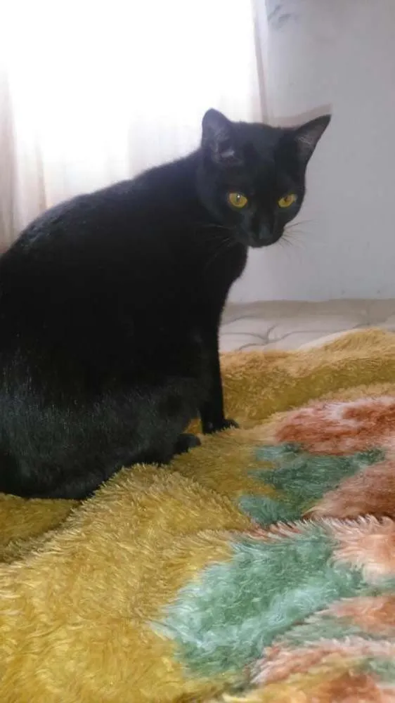 Gato ra a  idade 2 a 6 meses nome Morgana