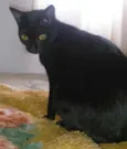 Morgana