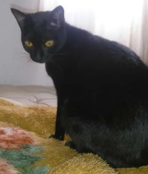 Gato ra a  idade 2 a 6 meses nome Morgana