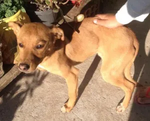 Cachorro raça Desconheço  idade 2 a 6 meses nome Nalla 