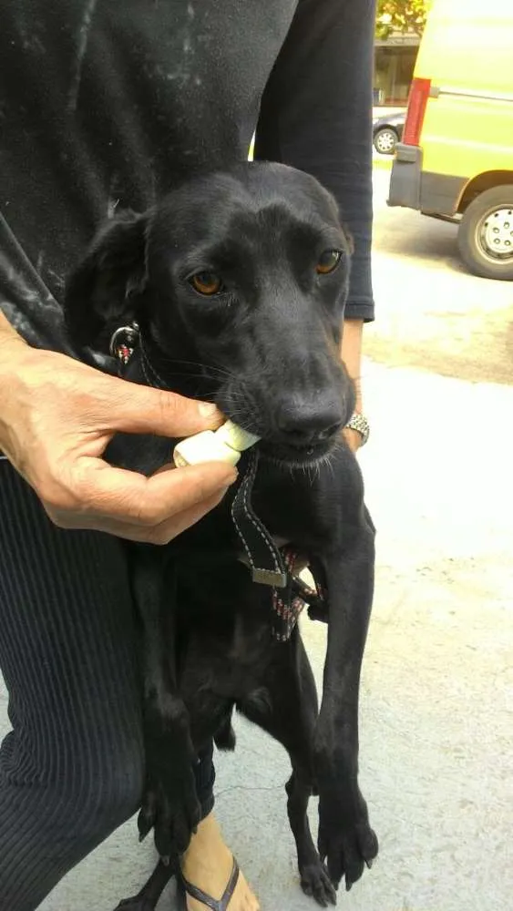 Cachorro ra a srd idade 1 ano nome Jade