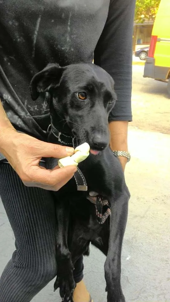 Cachorro ra a srd idade 1 ano nome Jade