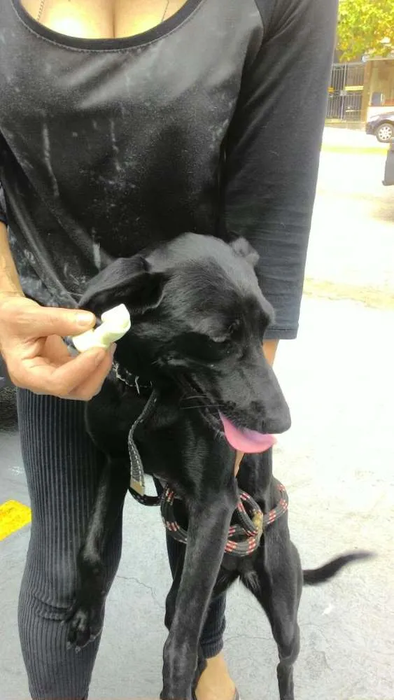Cachorro ra a srd idade 1 ano nome Jade