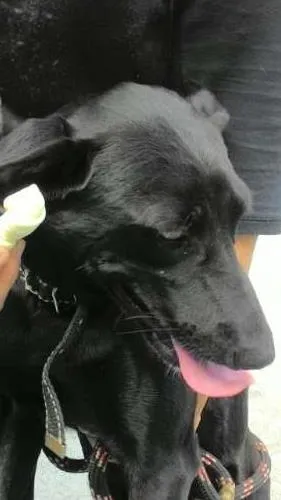 Cachorro ra a srd idade 1 ano nome Jade