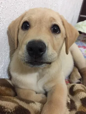 Cachorro raça Labrador idade 2 a 6 meses nome Bela De Oliveira