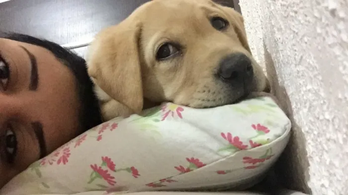 Cachorro ra a Labrador idade 2 a 6 meses nome Bela De Oliveira