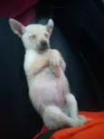 kika