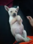 kika