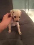 kika