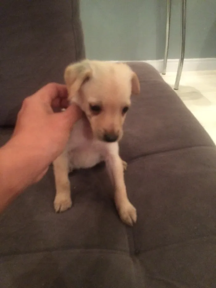 Cachorro ra a  idade Abaixo de 2 meses nome kika