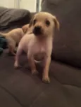kika