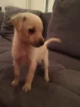 kika