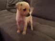 kika