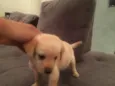 kika