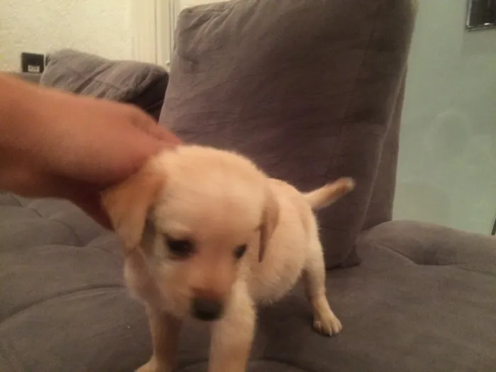 Cachorro ra a  idade Abaixo de 2 meses nome kika
