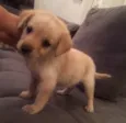 kika