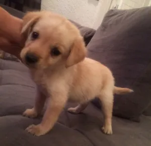 Cachorro raça  idade Abaixo de 2 meses nome kika