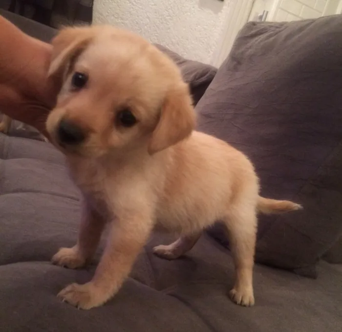 Cachorro ra a  idade Abaixo de 2 meses nome kika