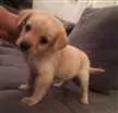 Cachorro raça  idade Abaixo de 2 meses nome kika