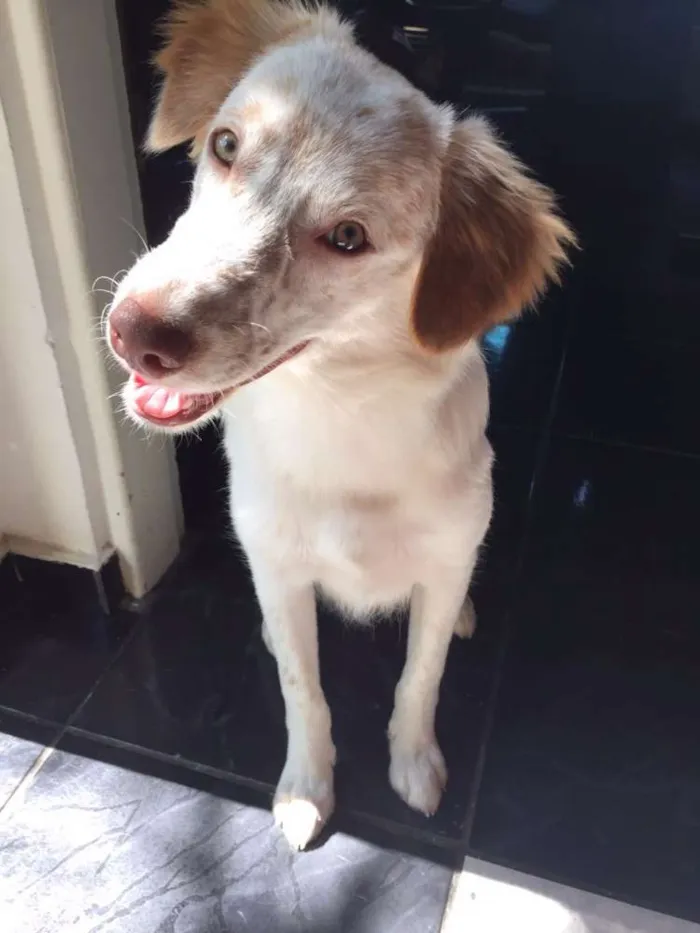 Cachorro ra a SRD idade 1 ano nome Billy